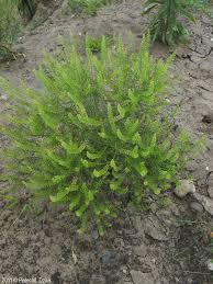 Attēlu rezultāti vaicājumam “Lepidium densiflorum leaf”
