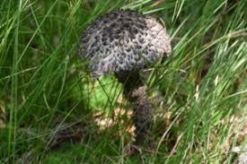 Attēlu rezultāti vaicājumam “Strobilomyces strobilaceus”