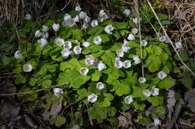 Attēlu rezultāti vaicājumam “Oxalis acetosella”
