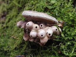 Attēlu rezultāti vaicājumam “Agathomyia wankowiczii”