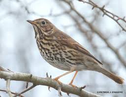Attēlu rezultāti vaicājumam “Turdus philomelos”