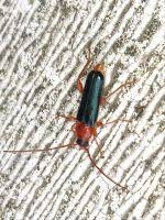 Attēlu rezultāti vaicājumam “Rhamnusium bicolor”