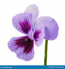 Attēlu rezultāti vaicājumam “Viola uliginosa bud”