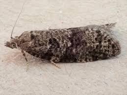 Attēlu rezultāti vaicājumam “Nematopogon sp.”