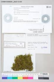 Attēlu rezultāti vaicājumam “Sciuro-hypnum populeum sporophyte”