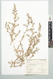 Attēlu rezultāti vaicājumam “Salsola kali”