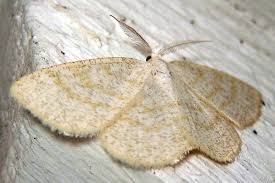 Attēlu rezultāti vaicājumam “Cabera exanthemata”