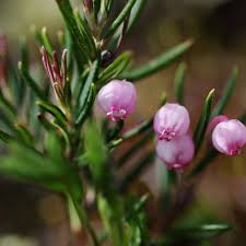 Attēlu rezultāti vaicājumam “Andromeda polifolia flower”