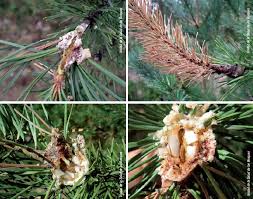 Attēlu rezultāti vaicājumam “Retinia resinella”