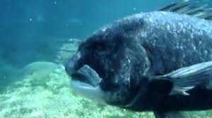 Image result for Cymatoceps nasutus