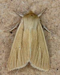 Attēlu rezultāti vaicājumam “Mythimna sp.”