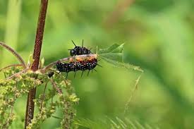 Attēlu rezultāti vaicājumam “Athous sp.”