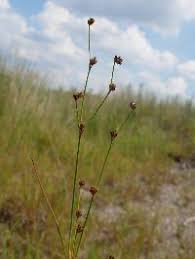 Attēlu rezultāti vaicājumam “Juncus alpinoarticulatus”