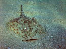 Image result for Dasyatis pastinaca