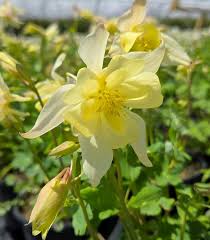 Image result for Aquilegia