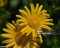 Image result for Färberkamille