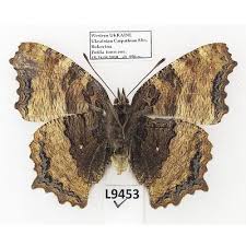 Attēlu rezultāti vaicājumam “Nymphalis polychloros”