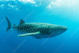 Image result for Rhincodon typus