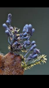 Attēlu rezultāti vaicājumam “Stemonitopsis typhina young”