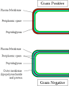 Gram-positive bacteria - Wikipedia, the free encyclopedia