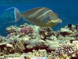 Image result for Naso unicornis