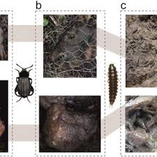 Attēlu rezultāti vaicājumam “Necrodes littoralis”