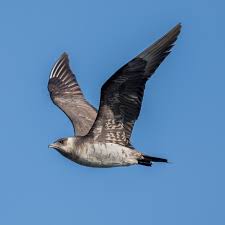 Attēlu rezultāti vaicājumam “Stercorarius parasiticus”