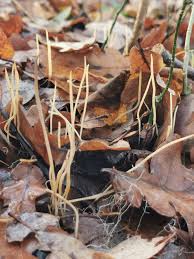 Attēlu rezultāti vaicājumam “Macrotyphula juncea”