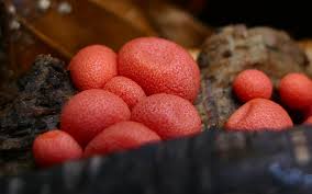 Attēlu rezultāti vaicājumam “Lycogala exiguum aggr. macro”