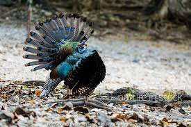 Attēlu rezultāti vaicājumam “Meleagris male”