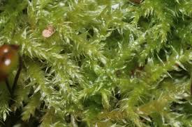 Attēlu rezultāti vaicājumam “Sciuro-hypnum populeum”