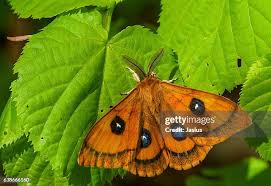 Attēlu rezultāti vaicājumam “Aglia tau”