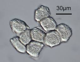 Attēlu rezultāti vaicājumam “Ochropsora ariae”