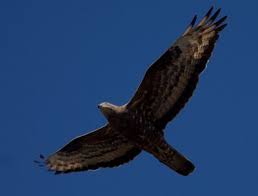 Attēlu rezultāti vaicājumam “Pernis apivorus adult”