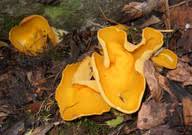 Attēlu rezultāti vaicājumam “Sowerbyella radiculata”