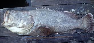 Image result for Epinephelus itajara