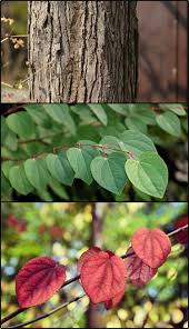 Attēlu rezultāti vaicājumam “Cercidiphyllum japonicum”