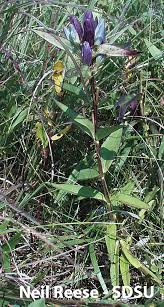 Attēlu rezultāti vaicājumam “Gentianaceae”