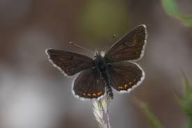 Attēlu rezultāti vaicājumam “Aricia artaxerxes  underside”