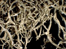 Attēlu rezultāti vaicājumam “Evernia divaricata”