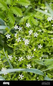 Attēlu rezultāti vaicājumam “Stellaria crassifolia”