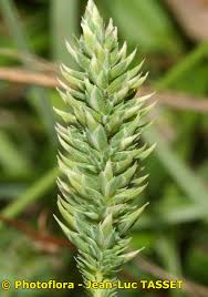 Attēlu rezultāti vaicājumam “Phleum phleoides fruit”