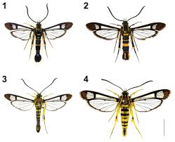 Attēlu rezultāti vaicājumam “Sesiidae”