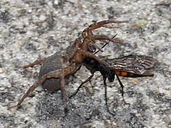 Attēlu rezultāti vaicājumam “Anoplius viaticus”