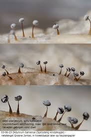 Attēlu rezultāti vaicājumam “Didymium bahiense macro”