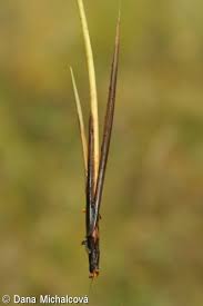 Attēlu rezultāti vaicājumam “Carex diandra fruit”