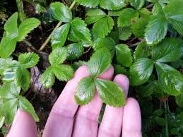 Attēlu rezultāti vaicājumam “Fragaria vesca leaf”