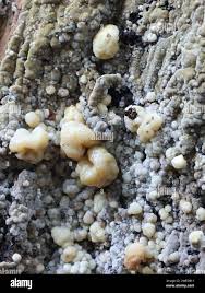 Attēlu rezultāti vaicājumam “Coniophora puteana”