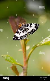 Attēlu rezultāti vaicājumam “Epirrhoe tristata imago”