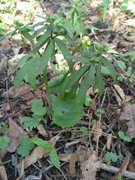 Attēlu rezultāti vaicājumam “Ranunculus cassubicus leaf”